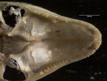 Media type: image;   Herpetology R-184660